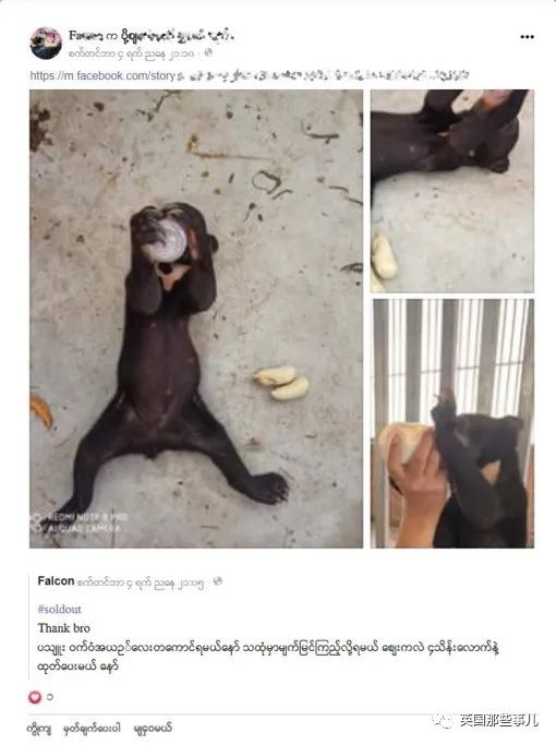 在缅甸脸书上，野生动物，给钱就卖？！这一切，成了小动物们的地狱...