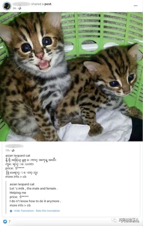 在缅甸脸书上，野生动物，给钱就卖？！这一切，成了小动物们的地狱...